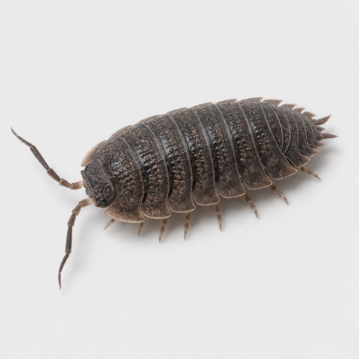 Kellerassel (Porcellio scaber) in Nahaufnahme, Bestimmungsbild aus dem Schädlingslexikon