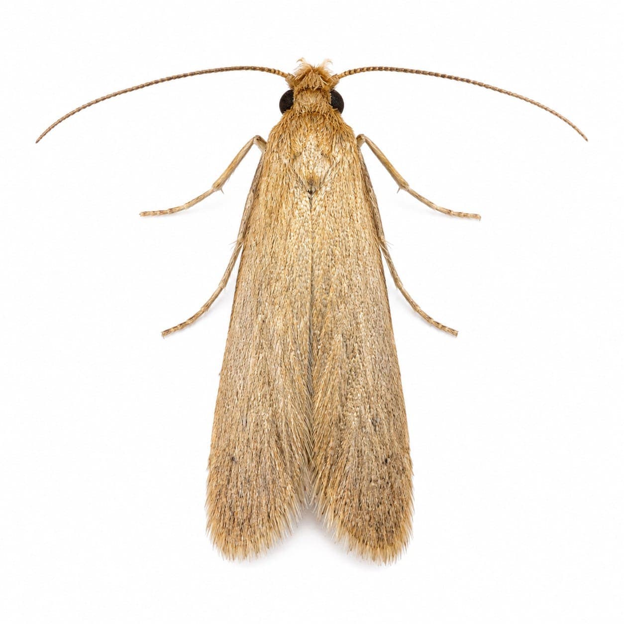 Kleidermotte (Tineola bisselliella) in Nahaufnahme, Bestimmungsbild aus dem Schädlingslexikon