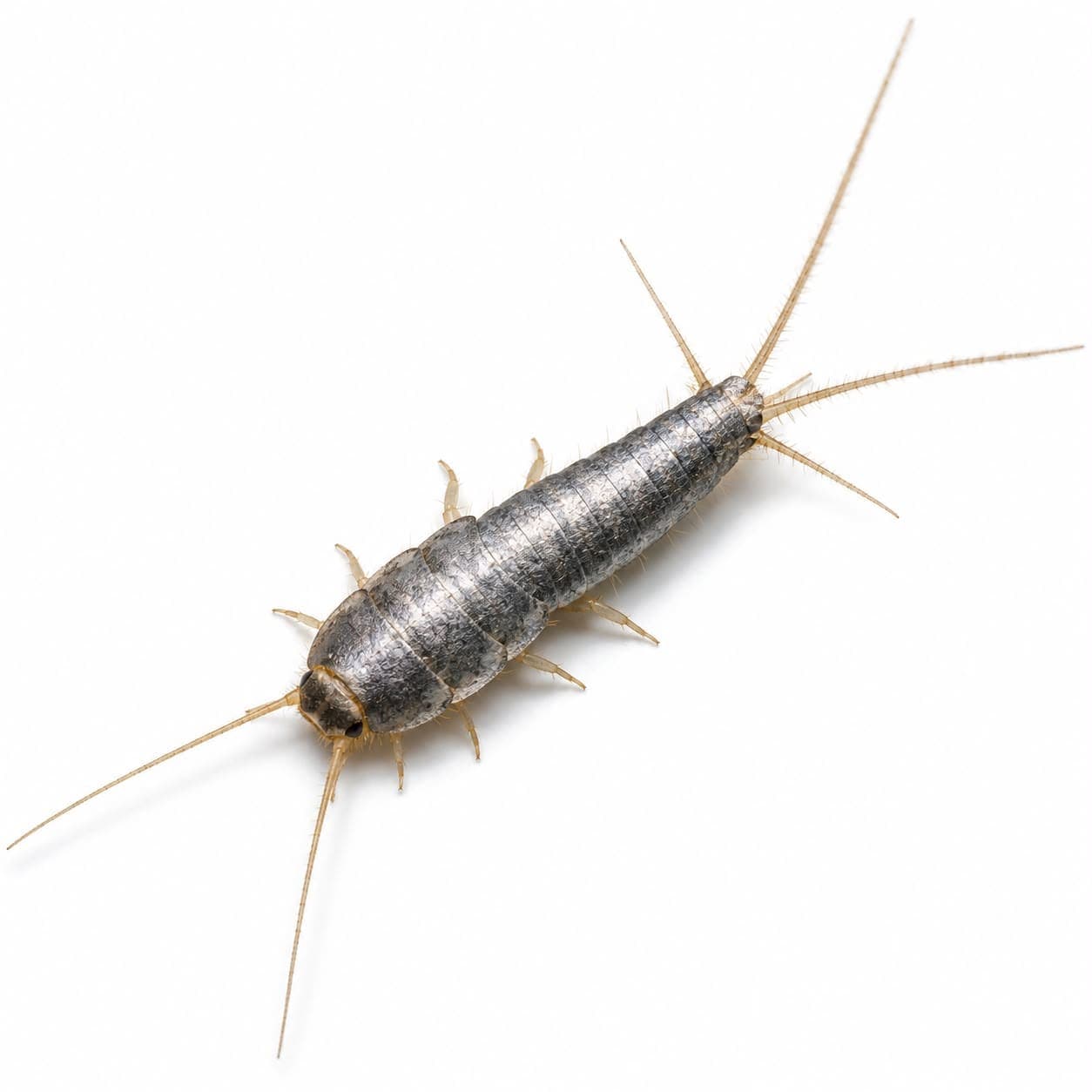 Silberfischchen (Lepisma saccharina) in Nahaufnahme, Bestimmungsbild aus dem Schädlingslexikon