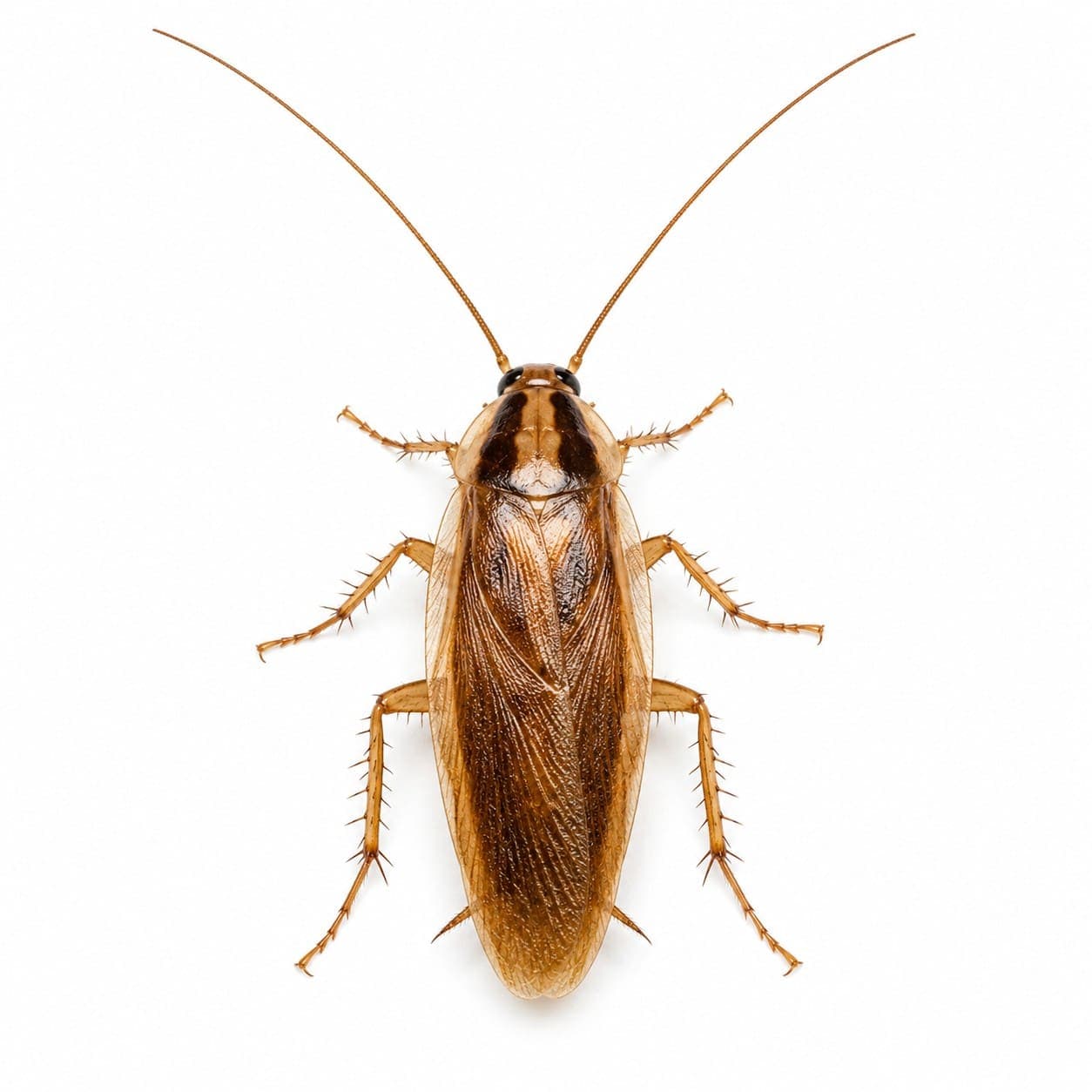 Waldschabe (Ectobius vittiventris) in Nahaufnahme, Bestimmungsbild aus dem Schädlingslexikon